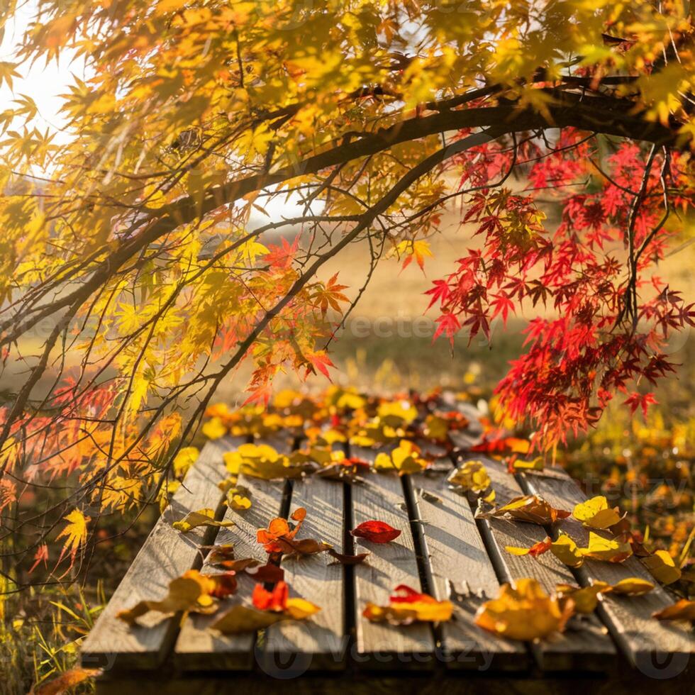 Tree branch with golden to fiery red leaves arches over wooden planks, sunlit background For Social Media Post Size photo
