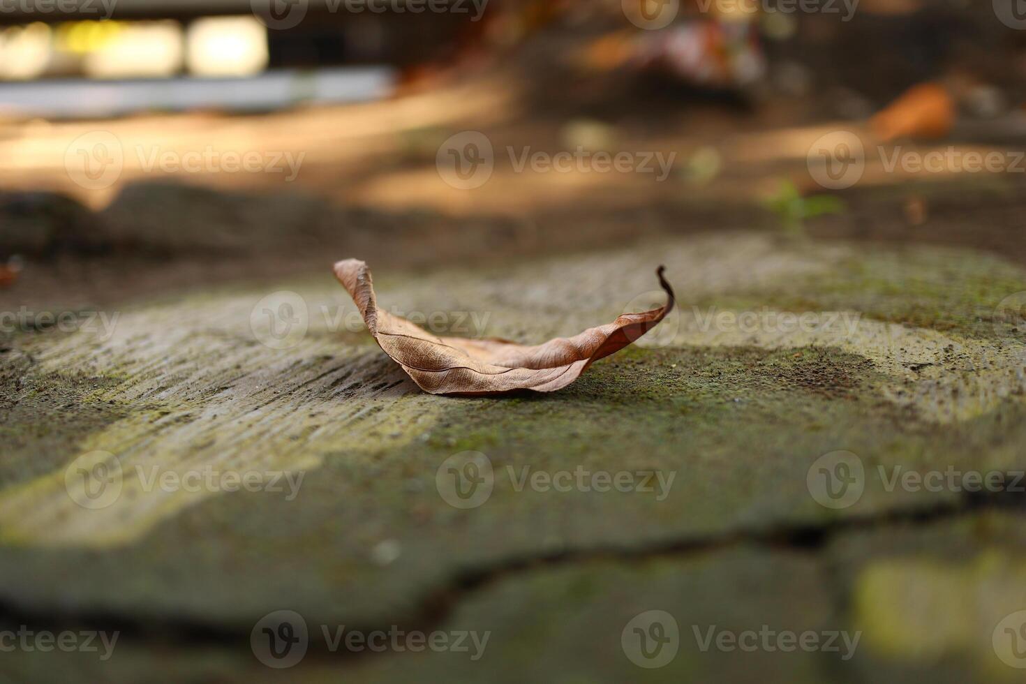 close up shot leaf on the floor with moss photo