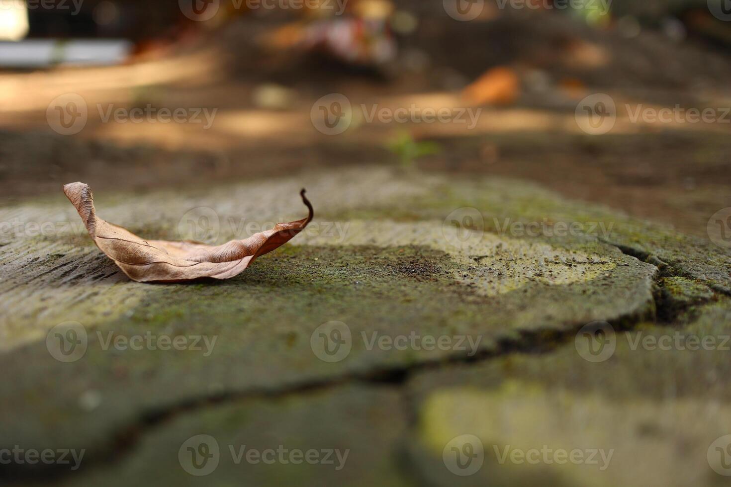 close up shot leaf on the floor with moss photo
