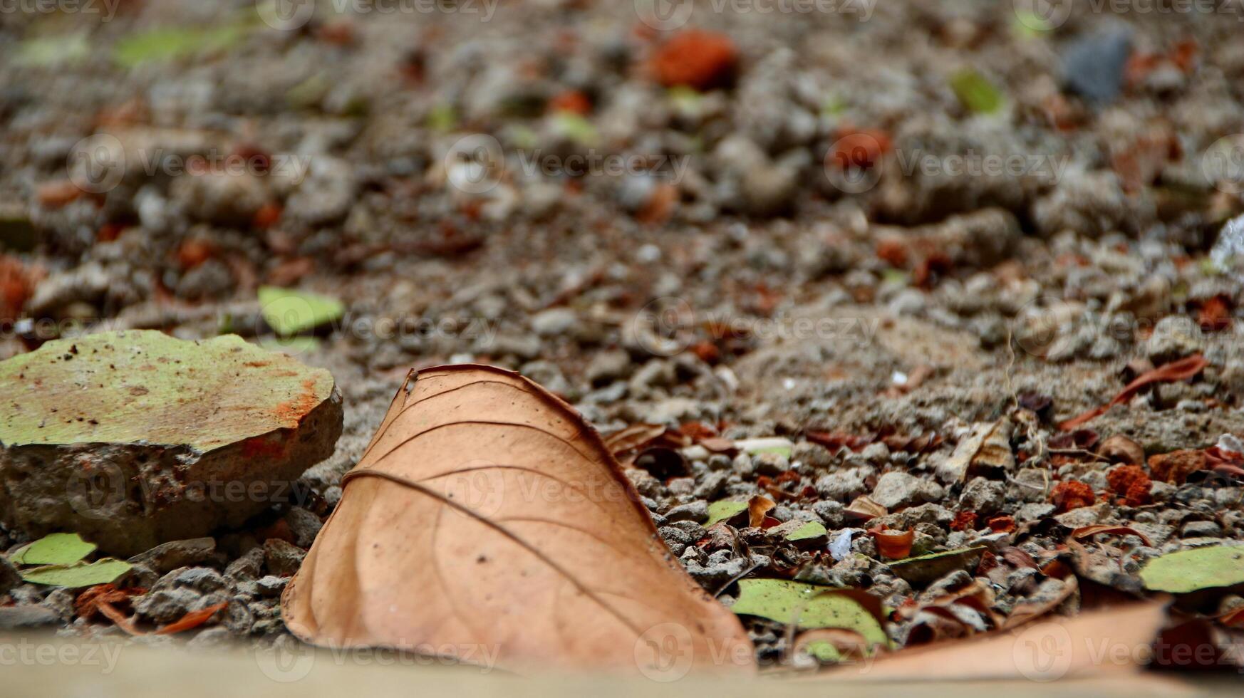 Dry leaves and grass on dry clay photo