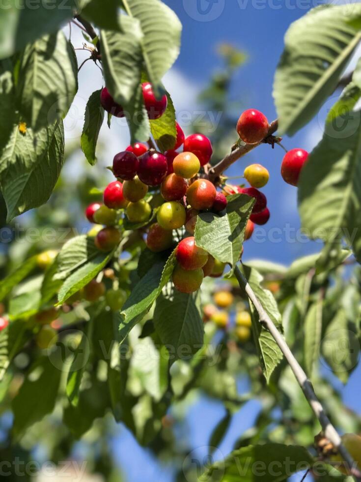 Cherry tree branches laden with ripe fruit against a clear blue sky photo