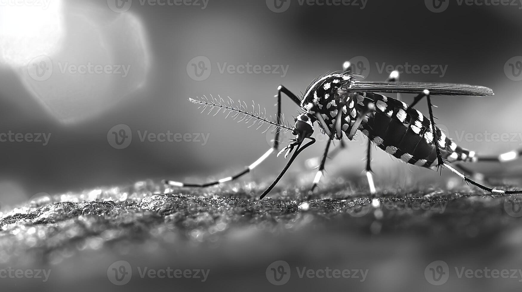 A mosquito is sitting on the ground in black and white photo
