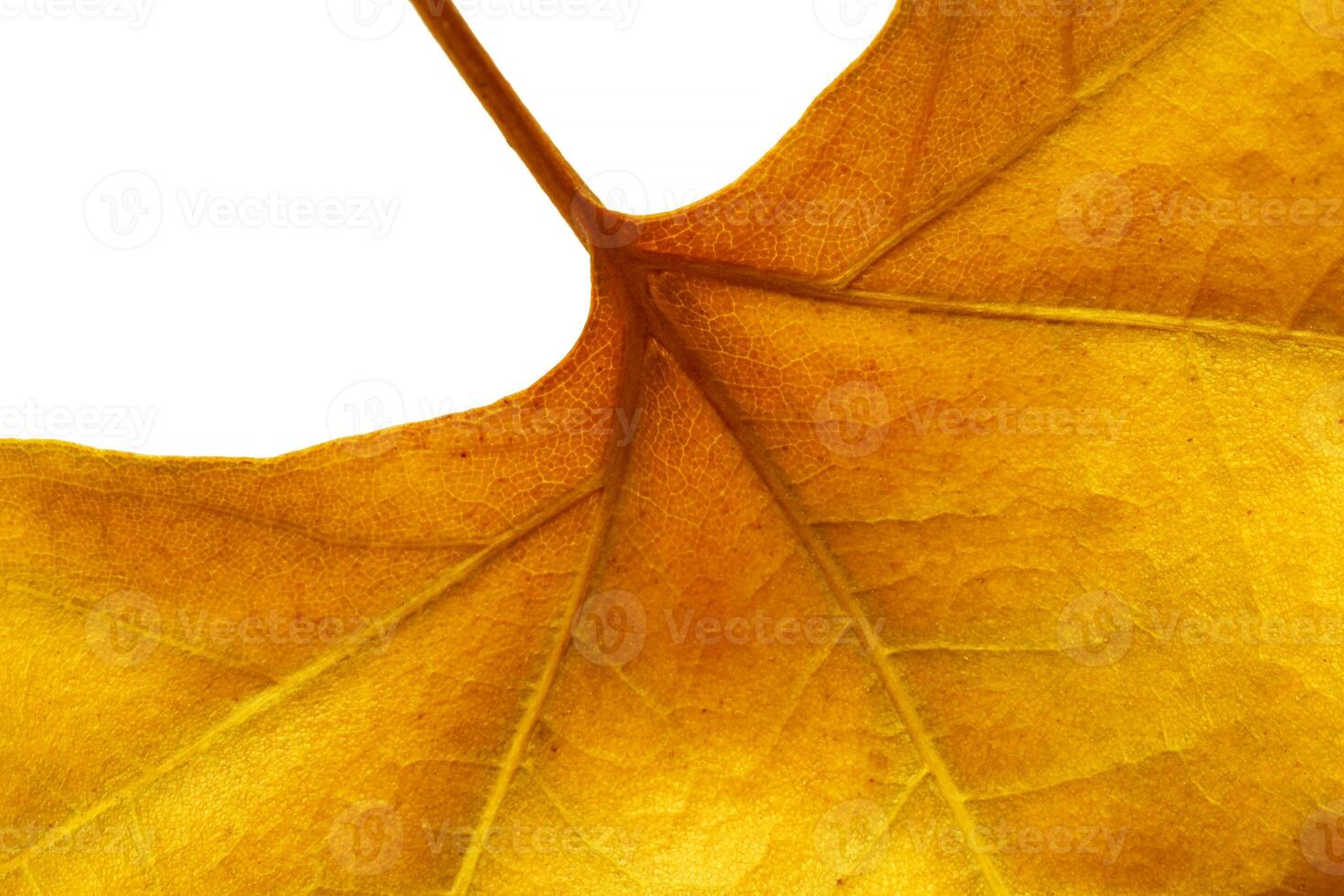 close up of autumnal maple tree leaf against white photo
