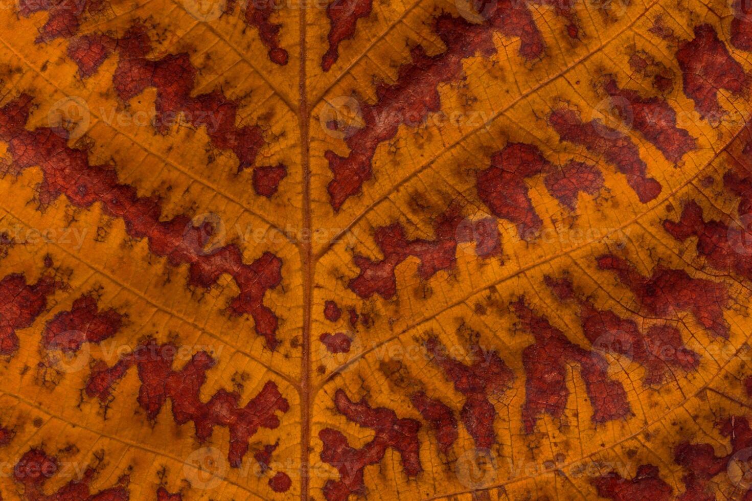 texture of autumnal walnut tree leaf photo