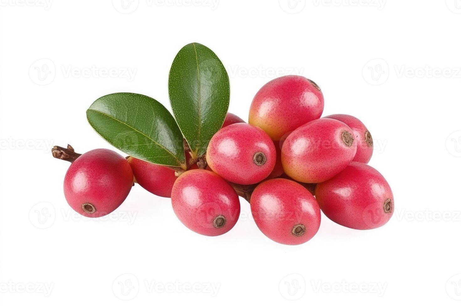 Fresh Red Carissa Carandas Berries with Green Leaves Isolated on White Background photo
