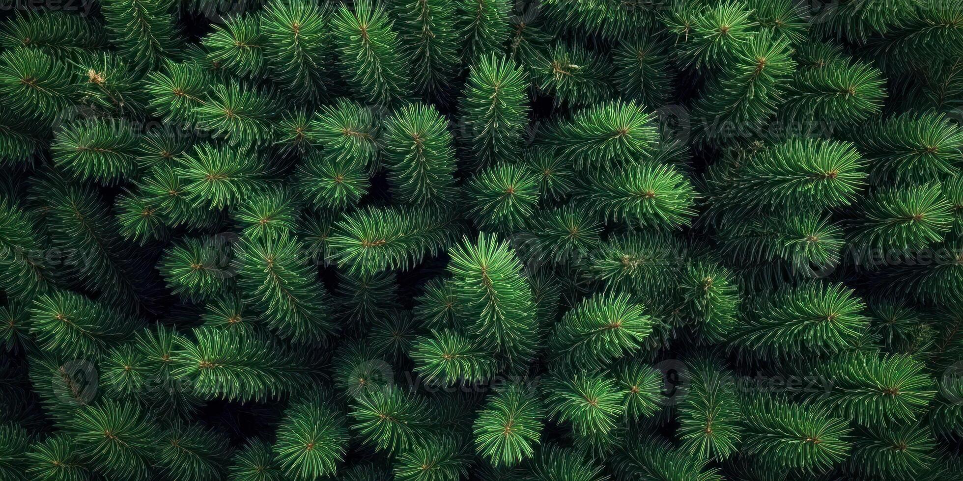 Lush Evergreen Pine Branches Christmas Texture Nature Background photo