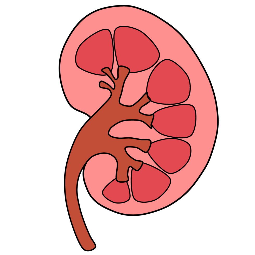 kidney anatomy and structure png