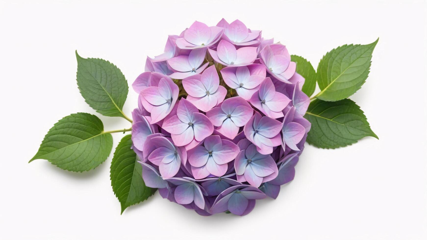 Close-up of purple hydrangea flower with green leaves. photo