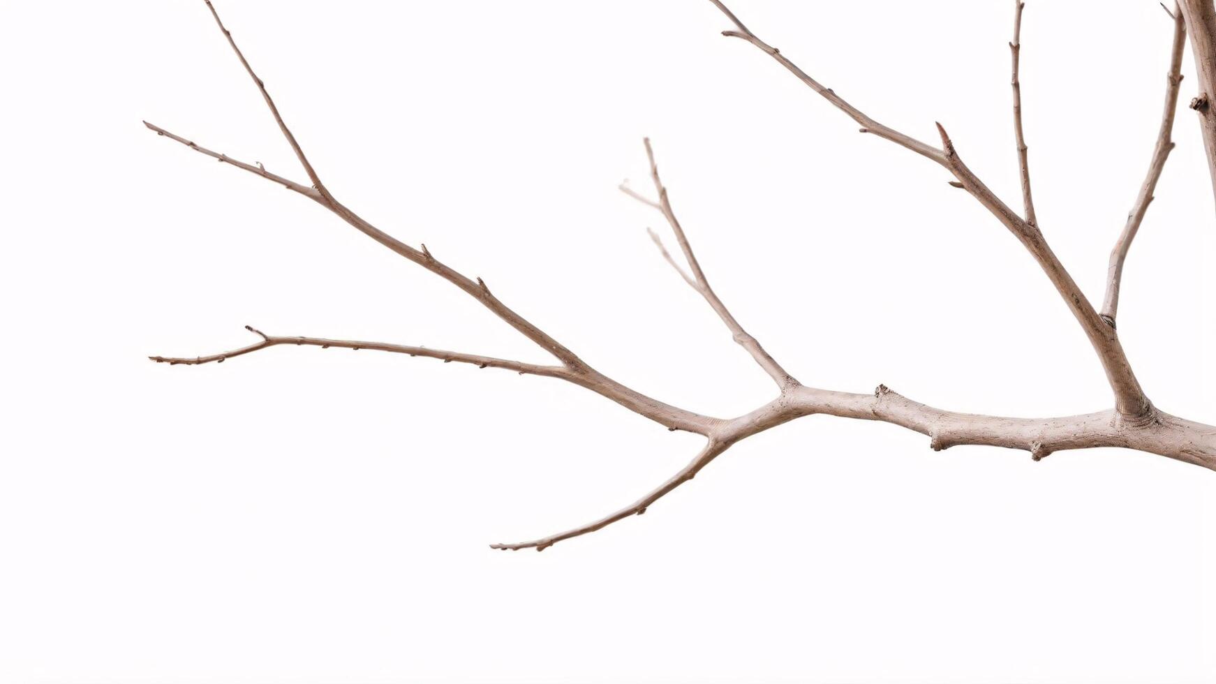 Bare tree branch isolated on white background. photo