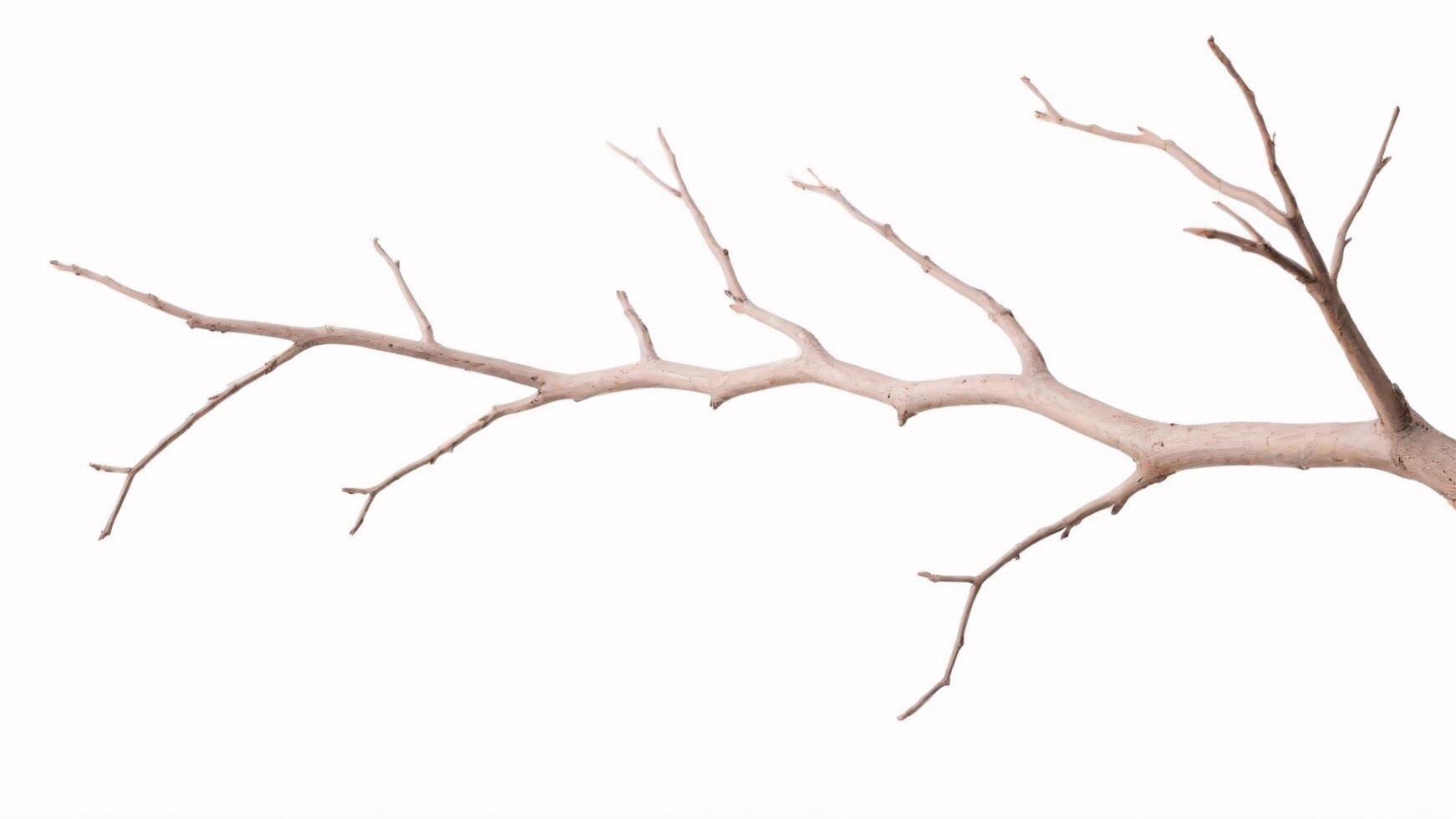 Isolated bare tree branch with white background. photo