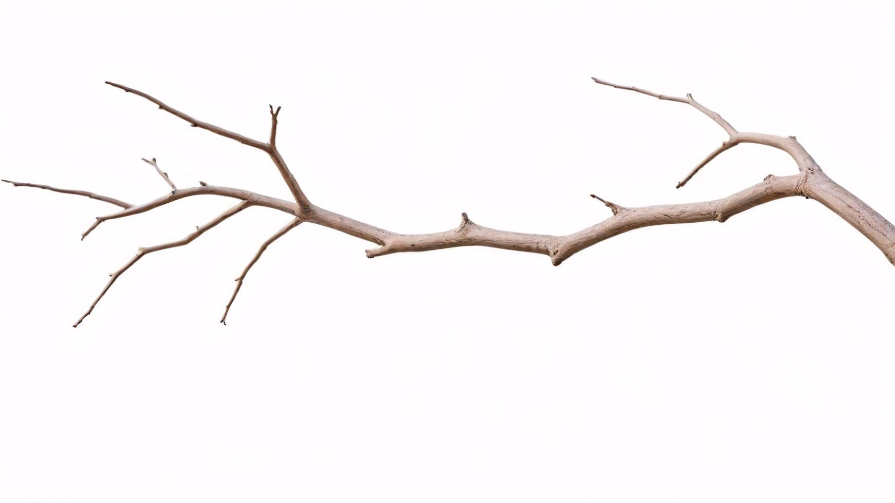 A bare tree branch isolated on a white background. photo