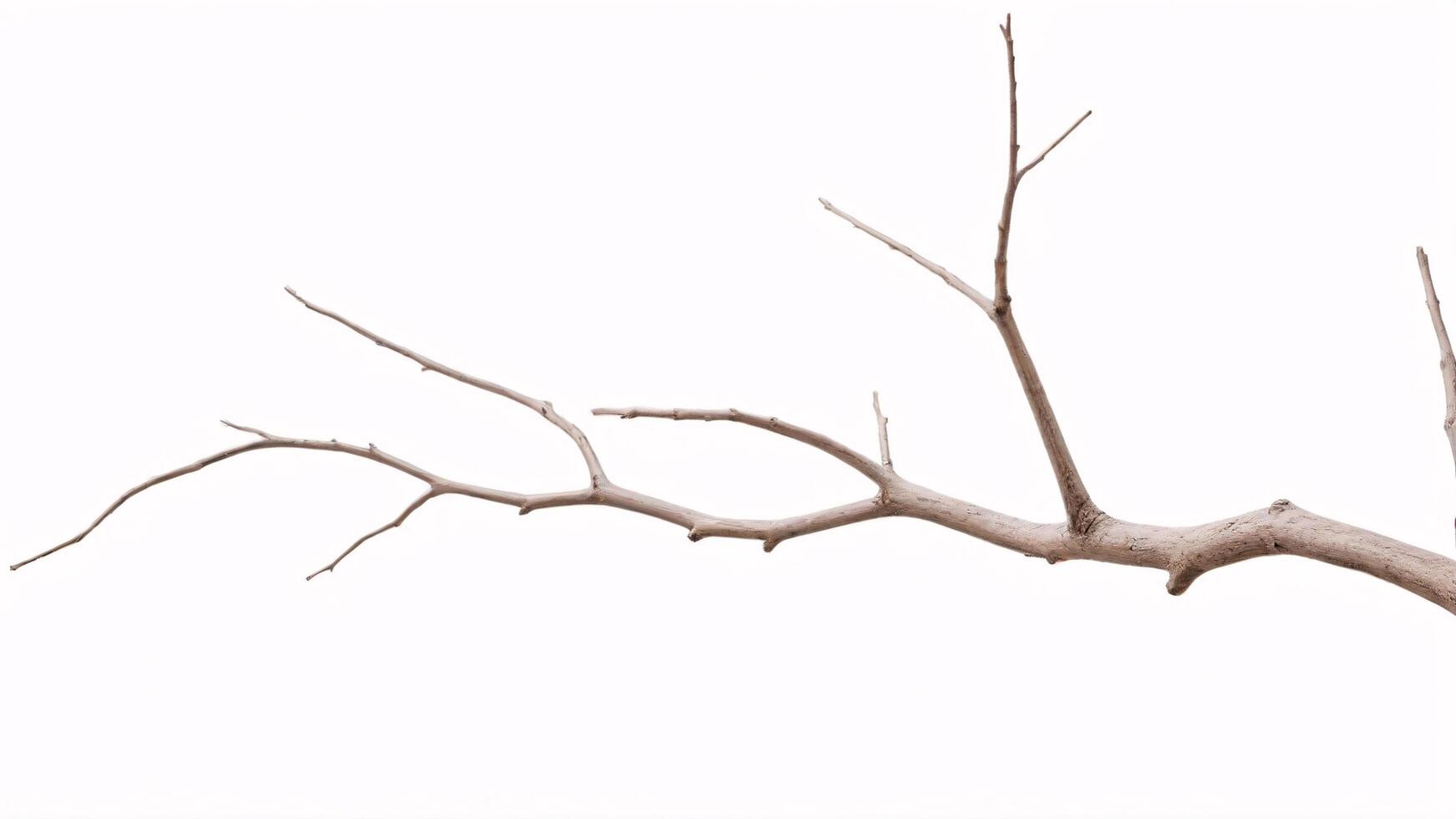 A bare, brown tree branch isolated against a white background. photo
