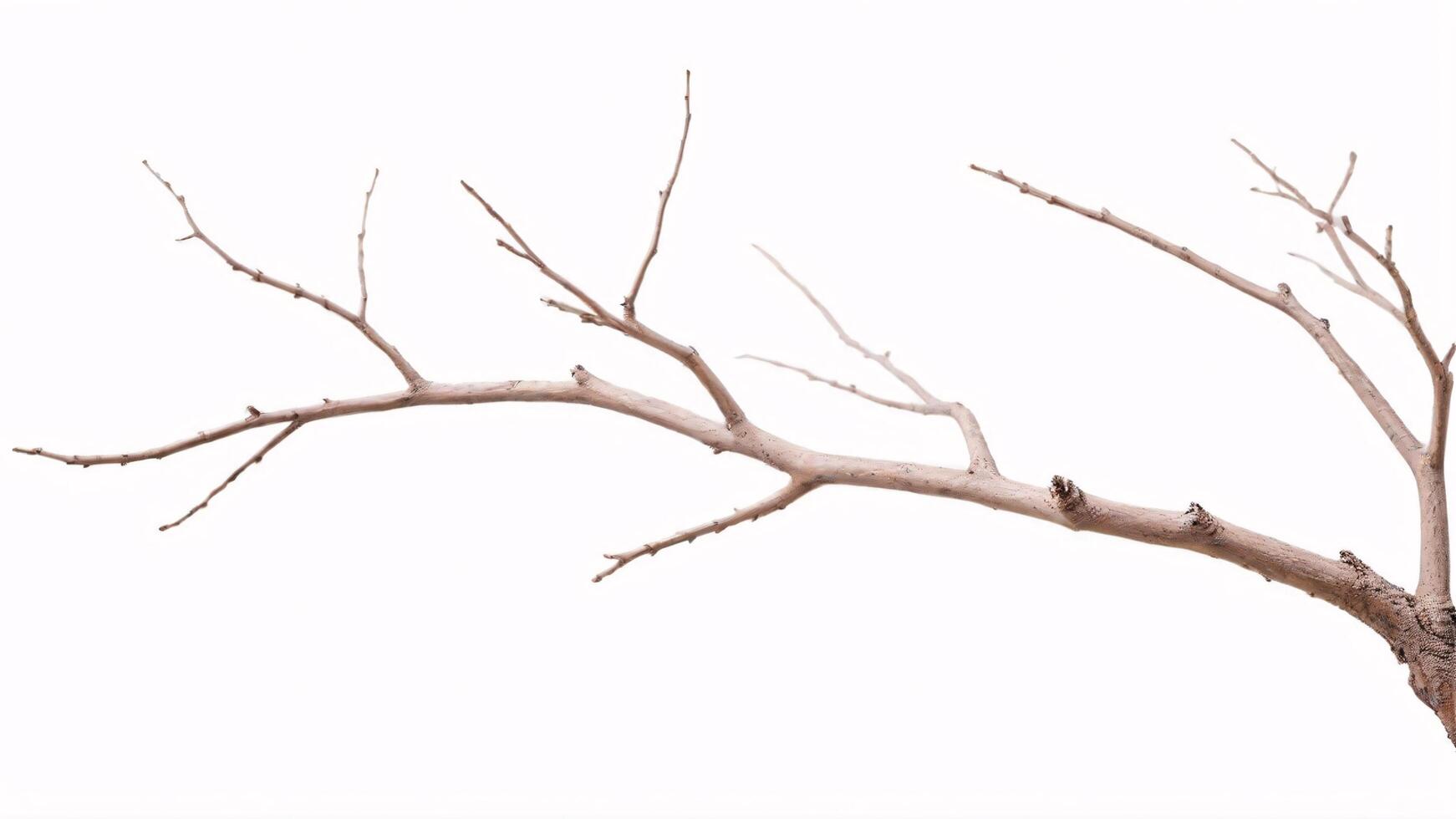 A bare tree branch isolated on a white background. photo
