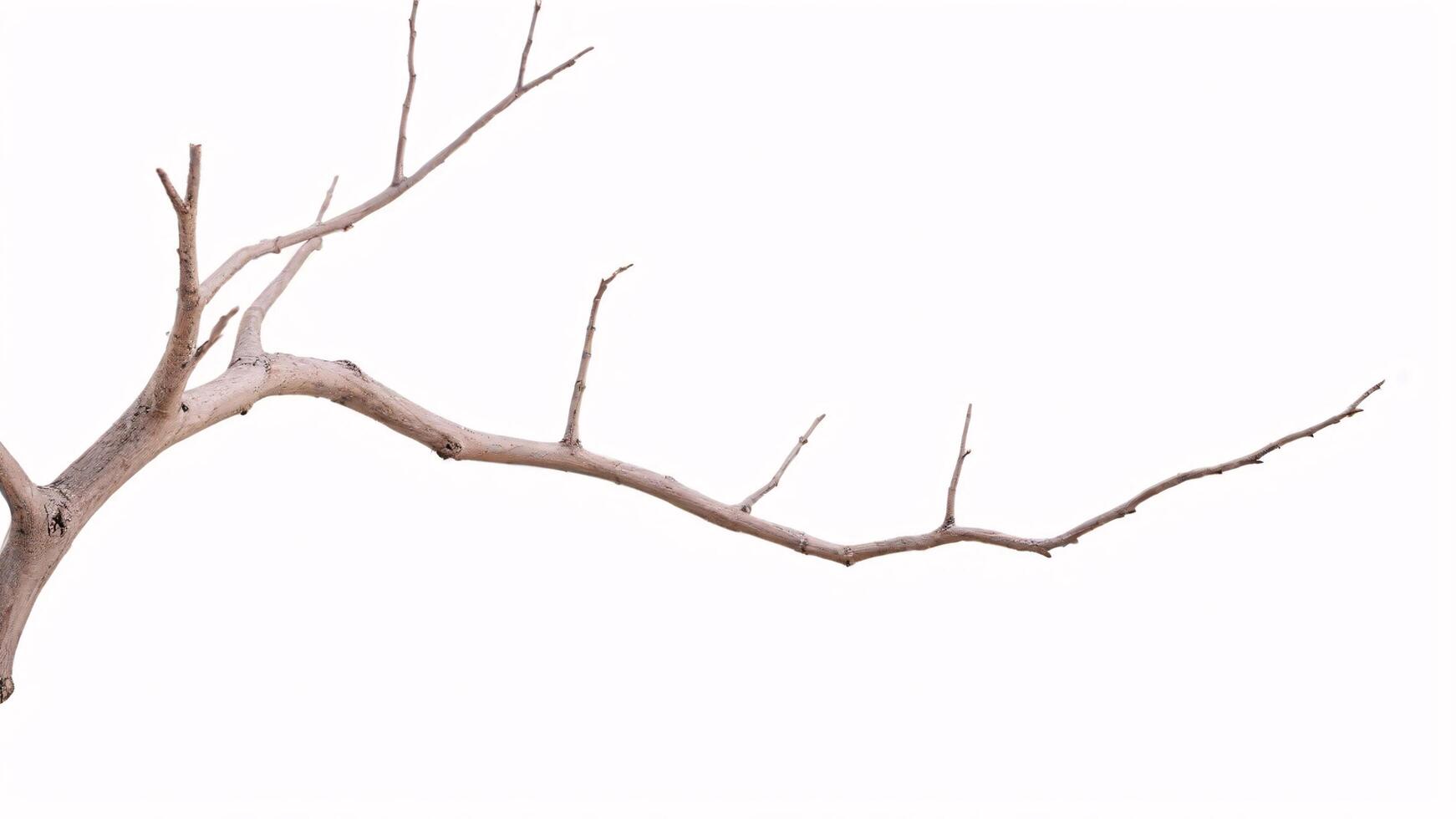 Single brown branch isolated on white background. photo