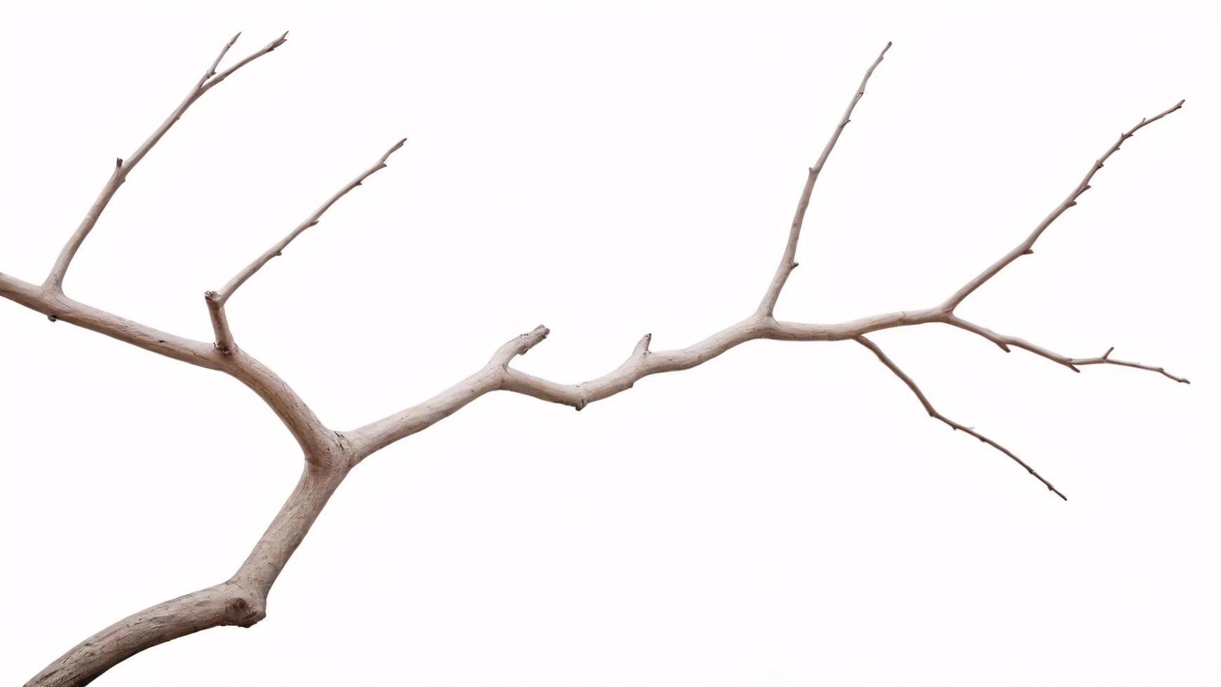 A single bare tree branch isolated against a white background. photo