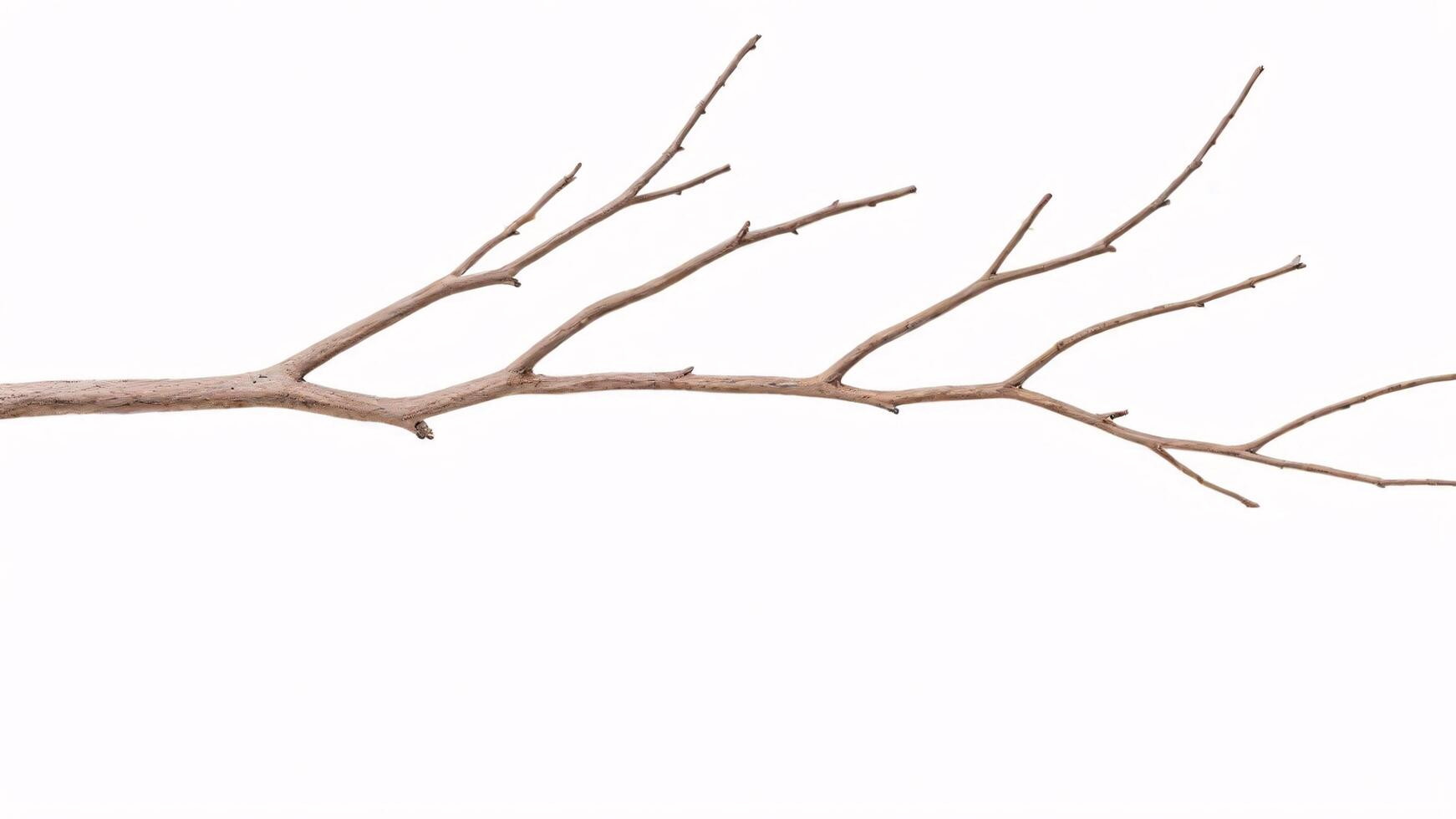 A single bare branch with several offshoots, isolated against a white background. photo