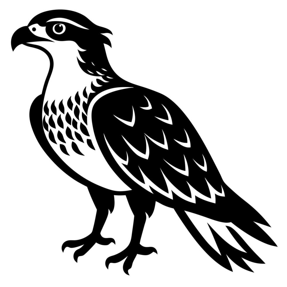 Osprey Silhouette in Flight Bird of Prey Wildlife Illustration for Digital Art vector