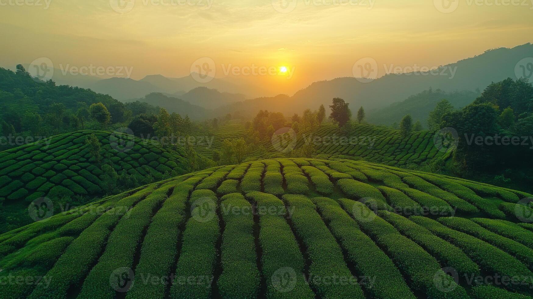 Lush green tea plantations extend across rolling hills as the sun sets in the background, creating a tranquil atmosphere in the mountainous landscape. photo