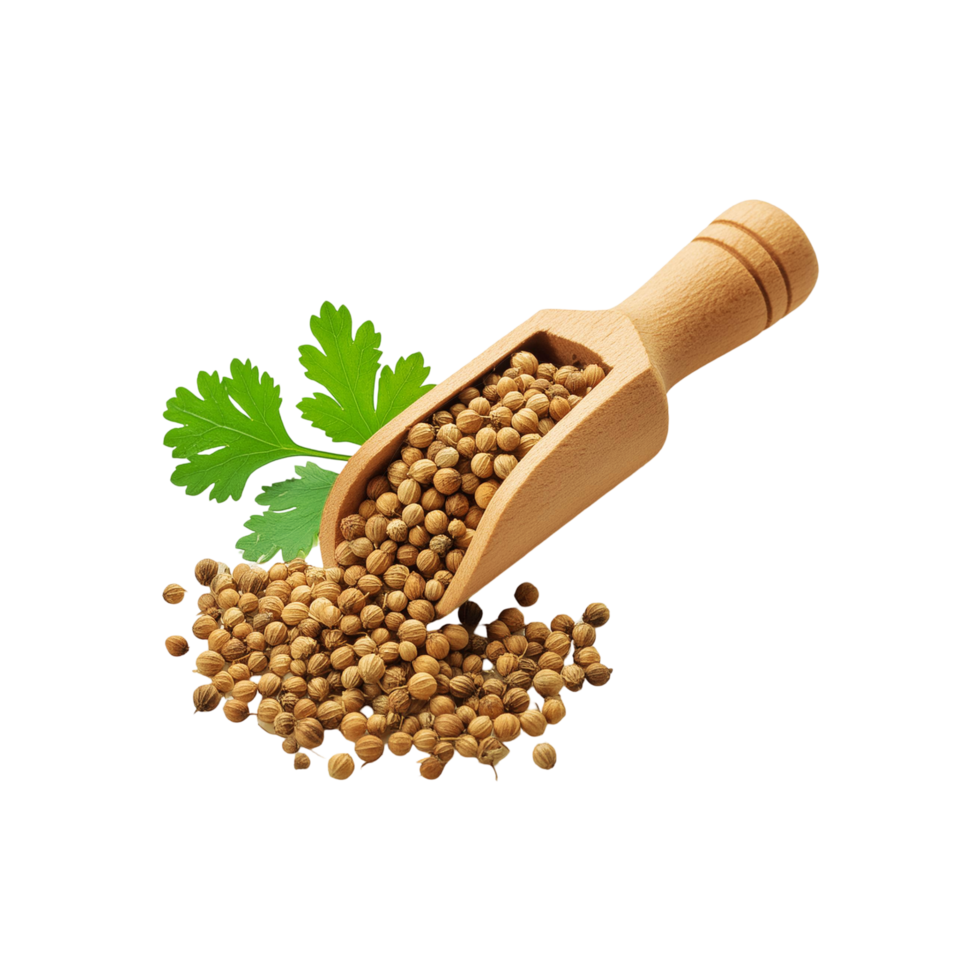 Fresh Coriander seed in a wooden scoop on transparent background png