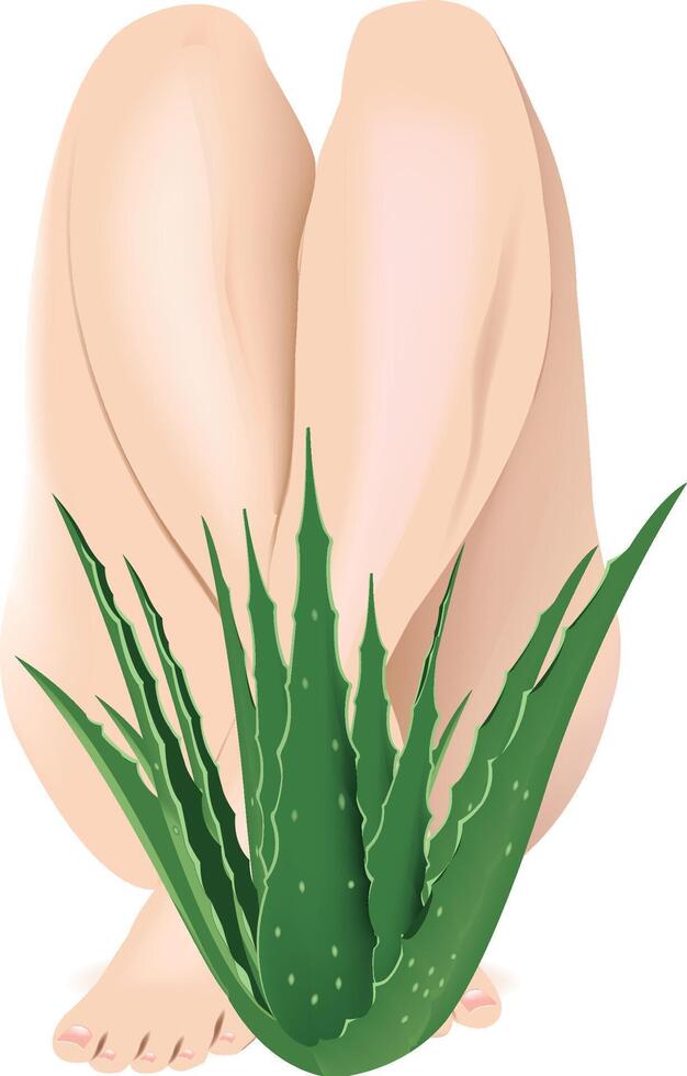 Aloe vera plant with feet and hands vector