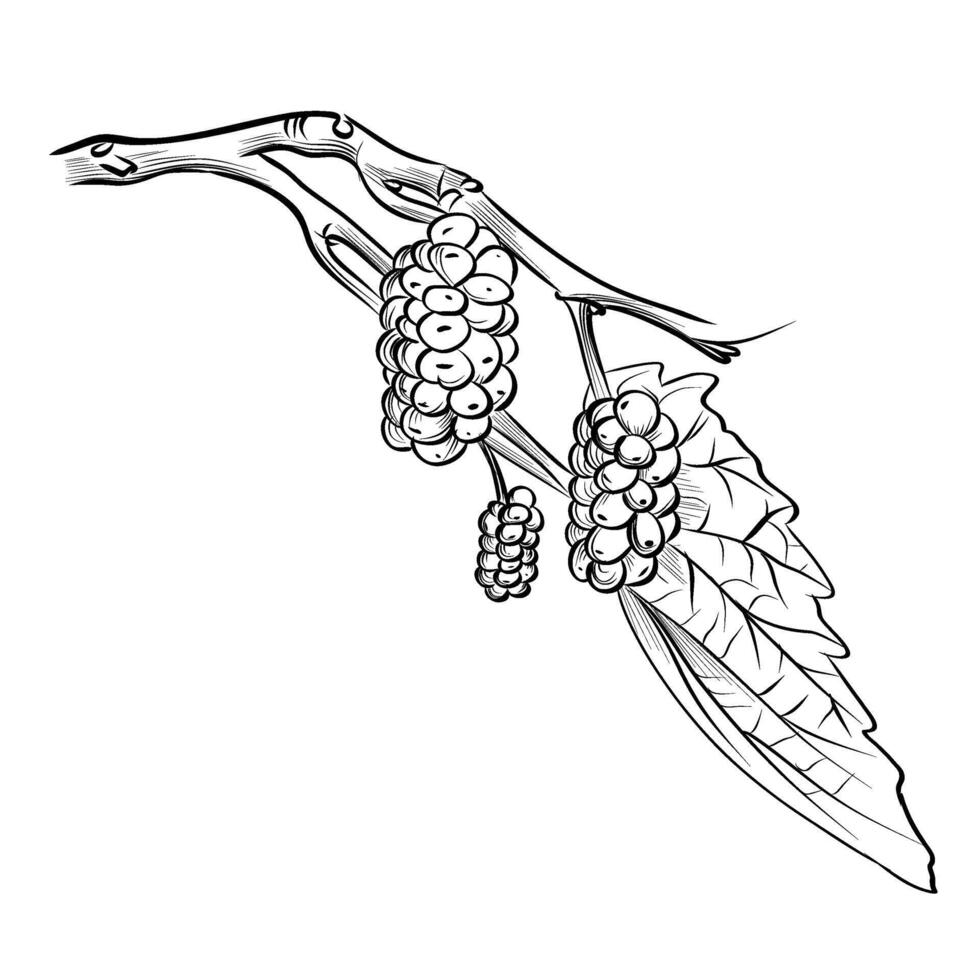 black and white hand drawing of mulberry berries vector