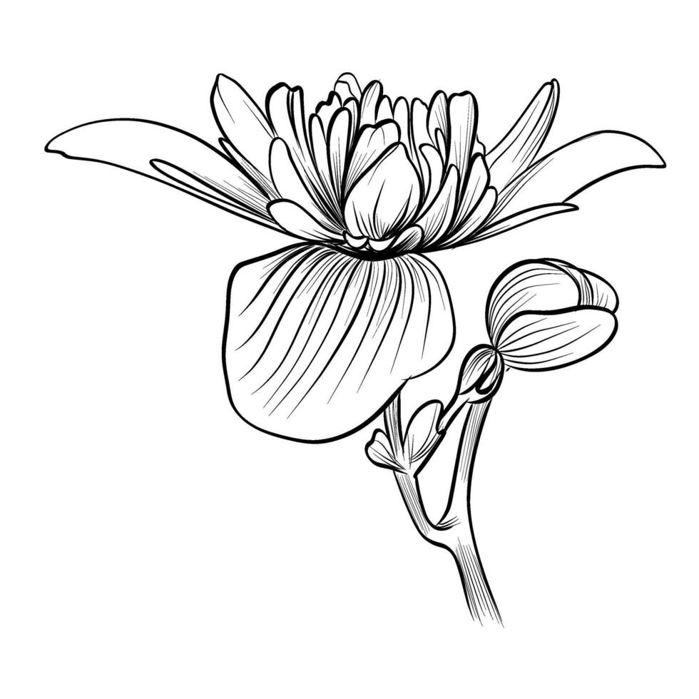 black and white hand-drawn begonia flower vector
