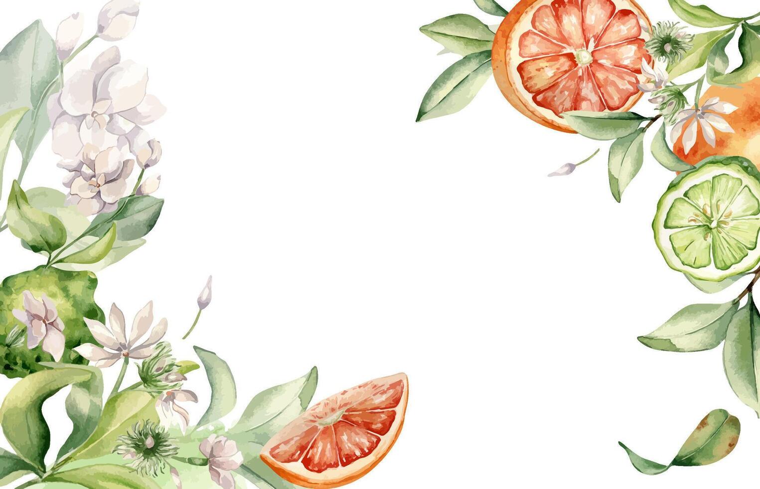 Half and whole grapefruit mixed jasmine flowers in watercolor isolated banner. Hand drawn bergamot citrus, branches fruit tree and flower botanical sketch for package, bright floral invitation. vector