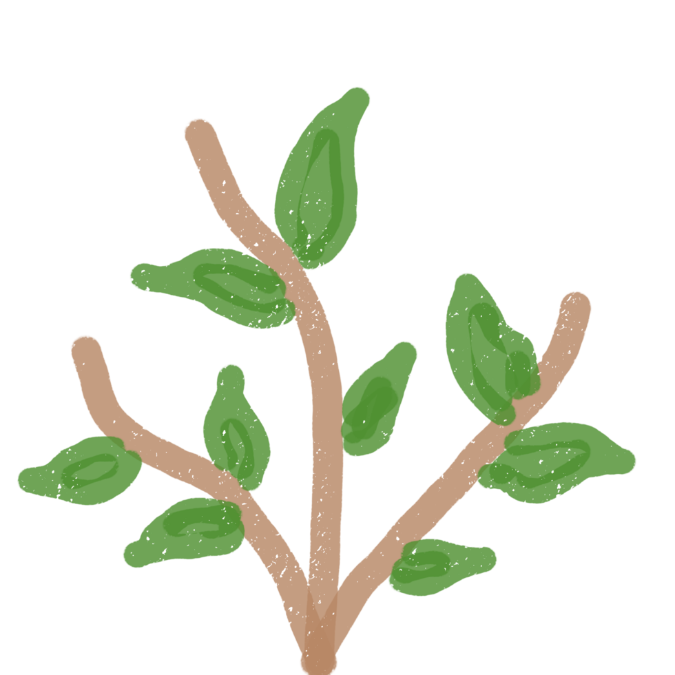 a plant with leaves on it, on a transparent background png