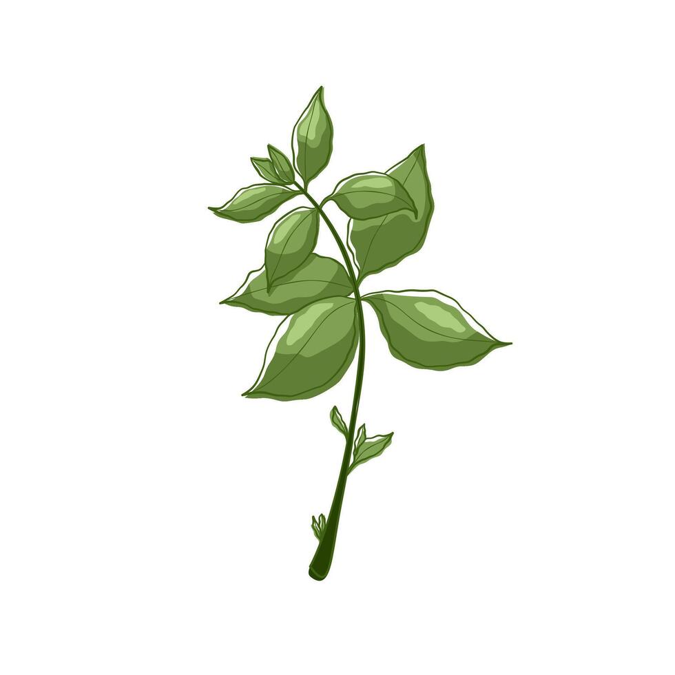 Green leaves of mint. Fresh herbal with green. For menu, packaging, cooking book, web or label design illustration in flat style. vector