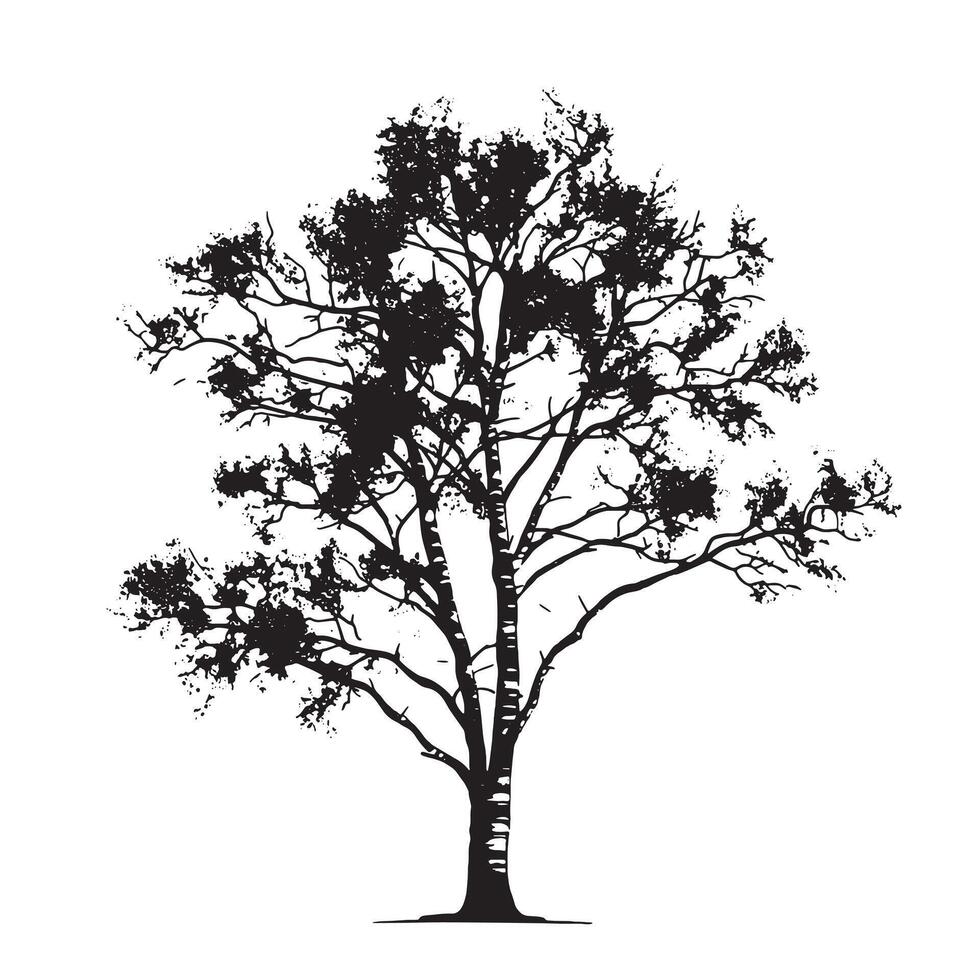 Birch Tree Outline Silhouette on Plain White vector
