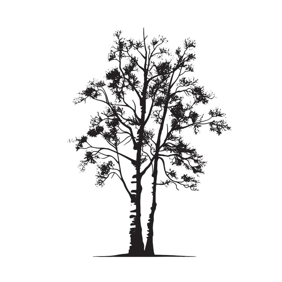 Sharp Birch Tree Silhouette Isolated Illustration vector