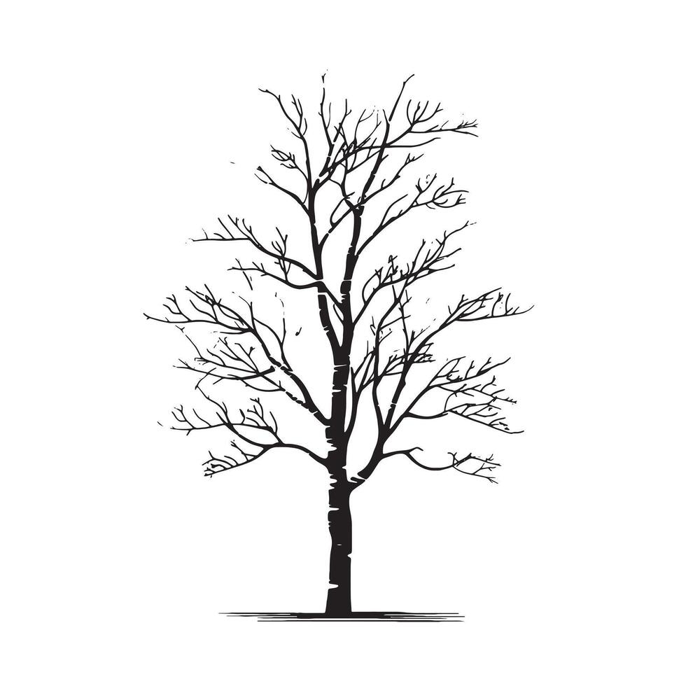Minimalist Birch Tree Silhouette on White vector