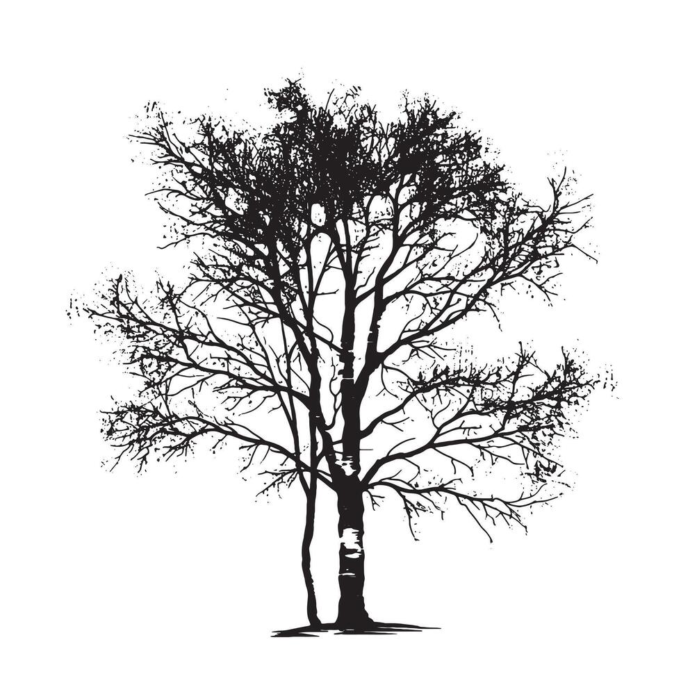 Black Birch Tree Silhouette on Clean White vector