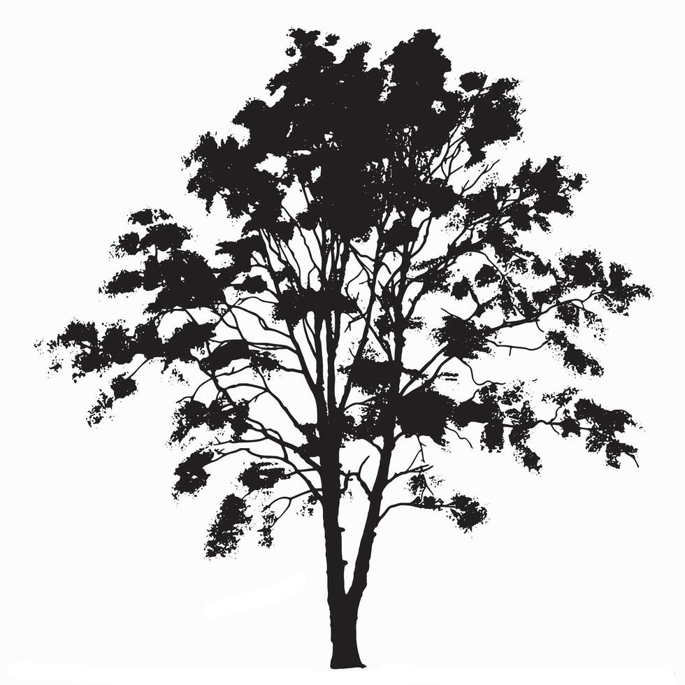 Isolated Birch Tree Silhouette for Print and Digital vector