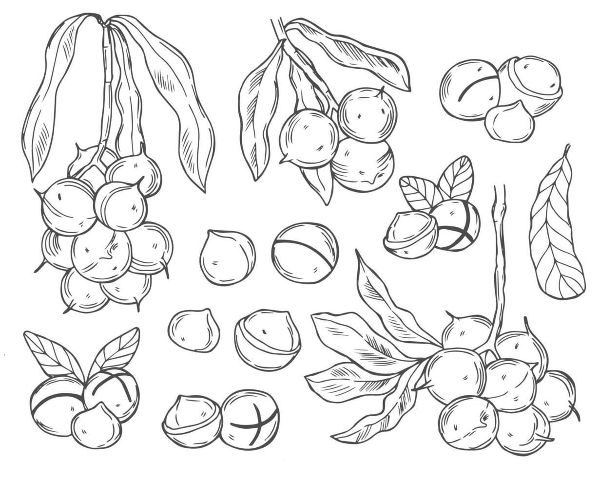 Macadamia Nuts Sketches Collection, Black Outline Drawings Isolated on White Background. vector