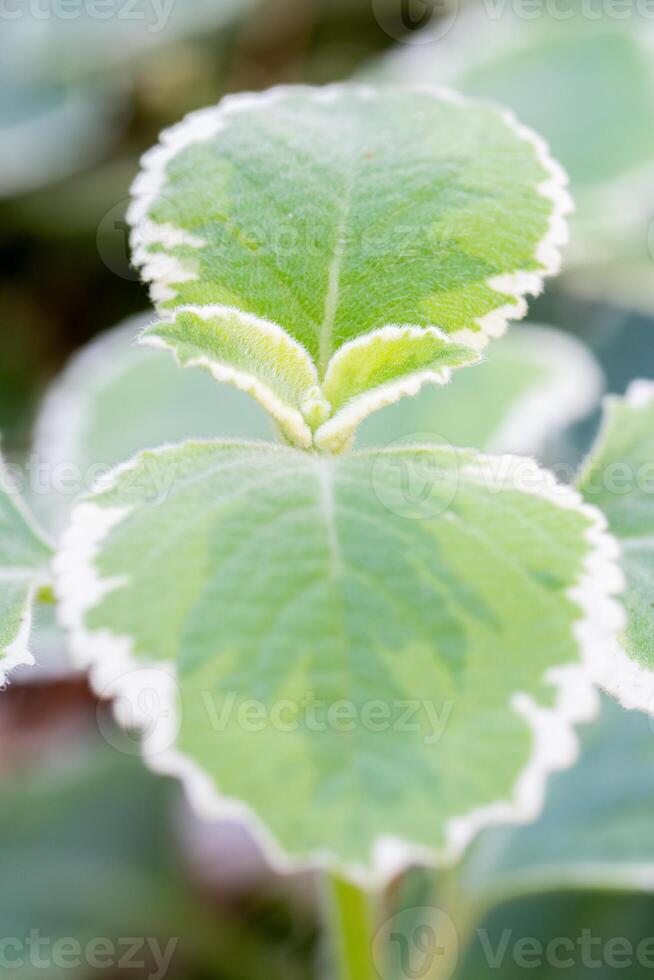 Variegated white and green Cuban oregano leaves with both pattern and texture. photo