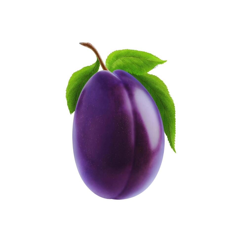 collection of dark plums both photo