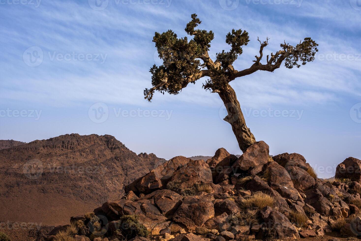 2024 03 13 Jebel Saghro Atlas tree 3 photo