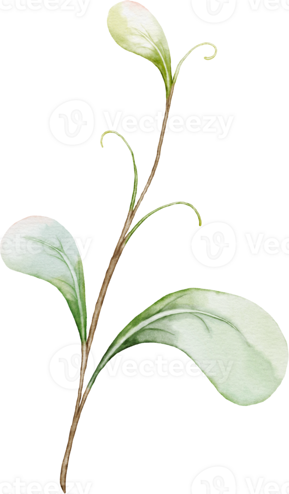 Green leaf element of berry png
