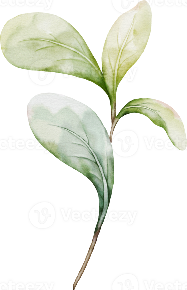 Green leaf element of berries png