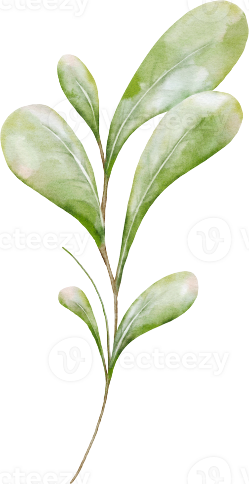 Green leaf composition of berries png