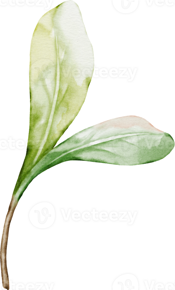 Green leaves berry with watercolor png