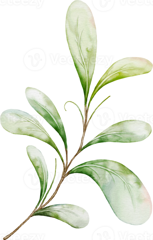 Green leaves of berries png