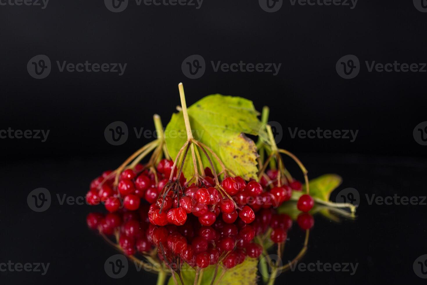 branch of ripe red viburnum, isolated on black background photo