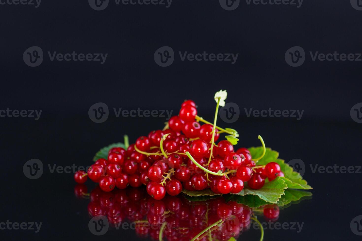 twigs of ripe red currants, isolated on a black background photo