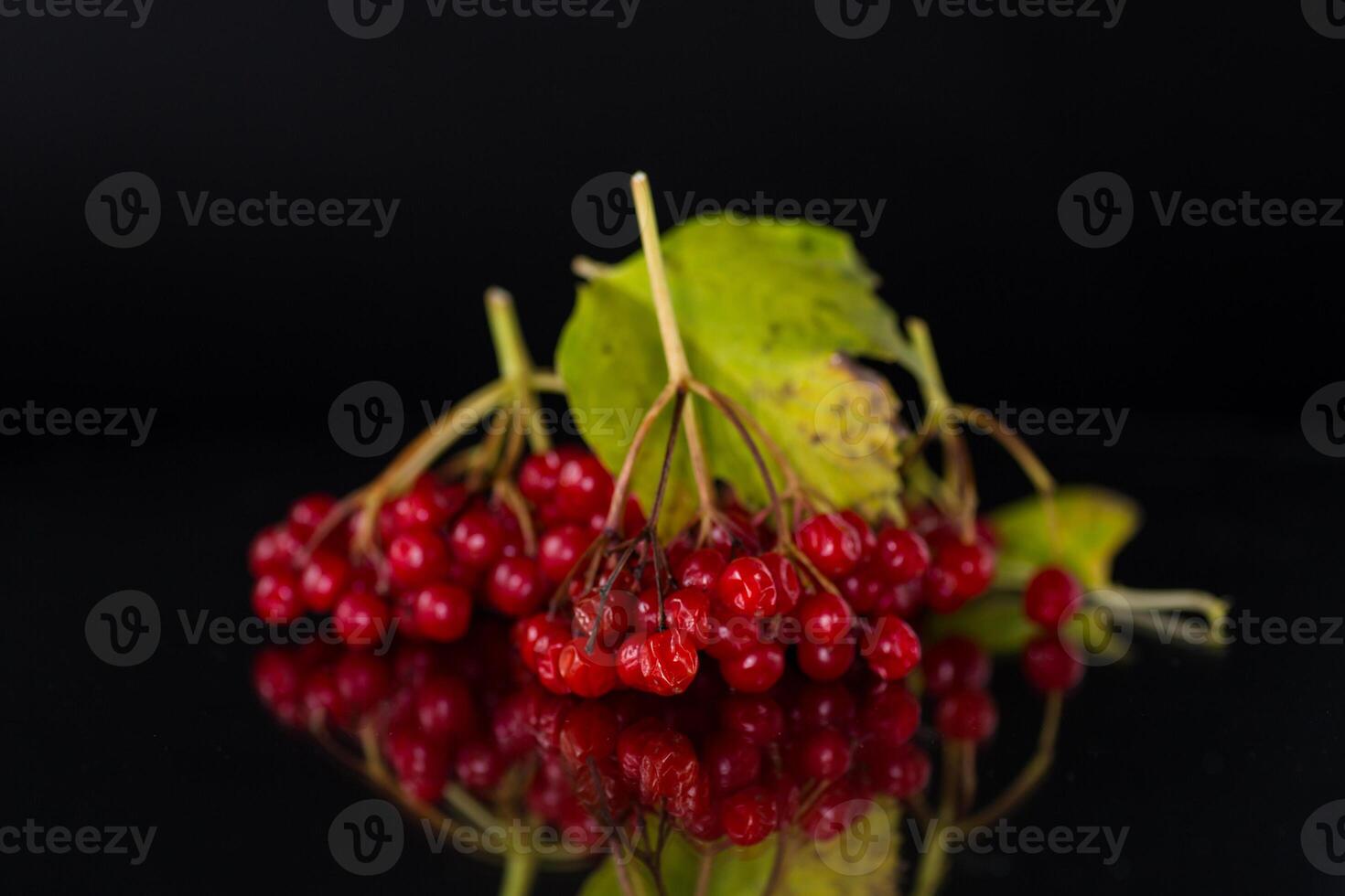 branch of ripe red viburnum, isolated on black background photo