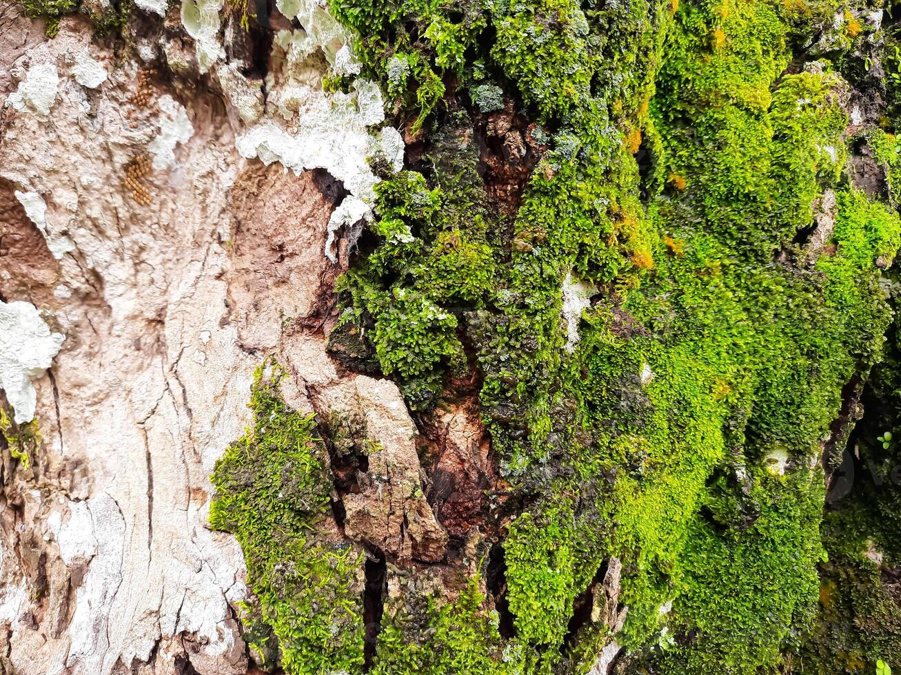 Close-Up of Moss and Tree Bark Texture photo