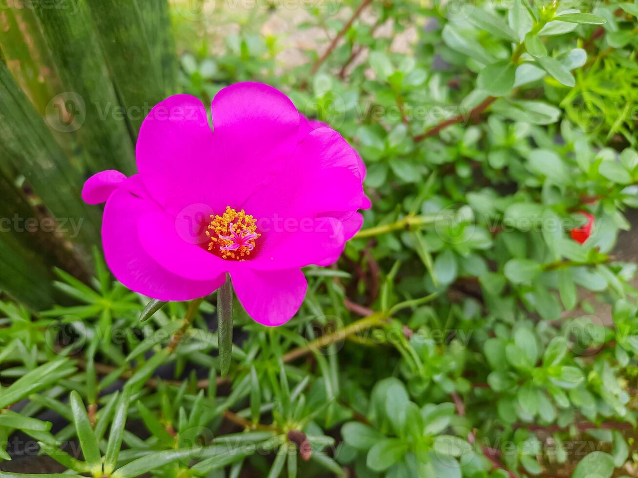Close-Up of a Vibrant Pink Moss Rose Flower in a Garden photo