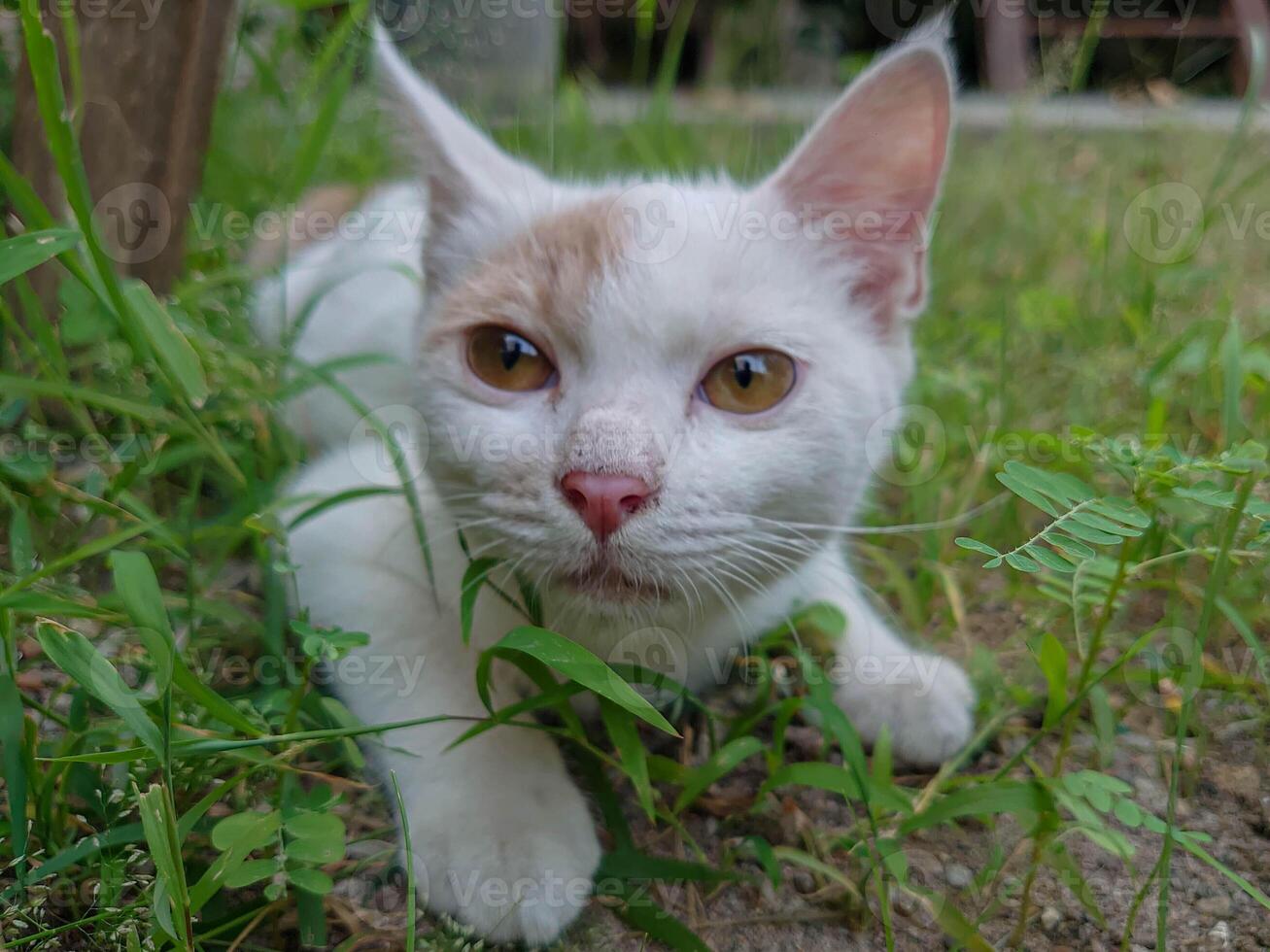 A white and brown cat laying in the grass photo