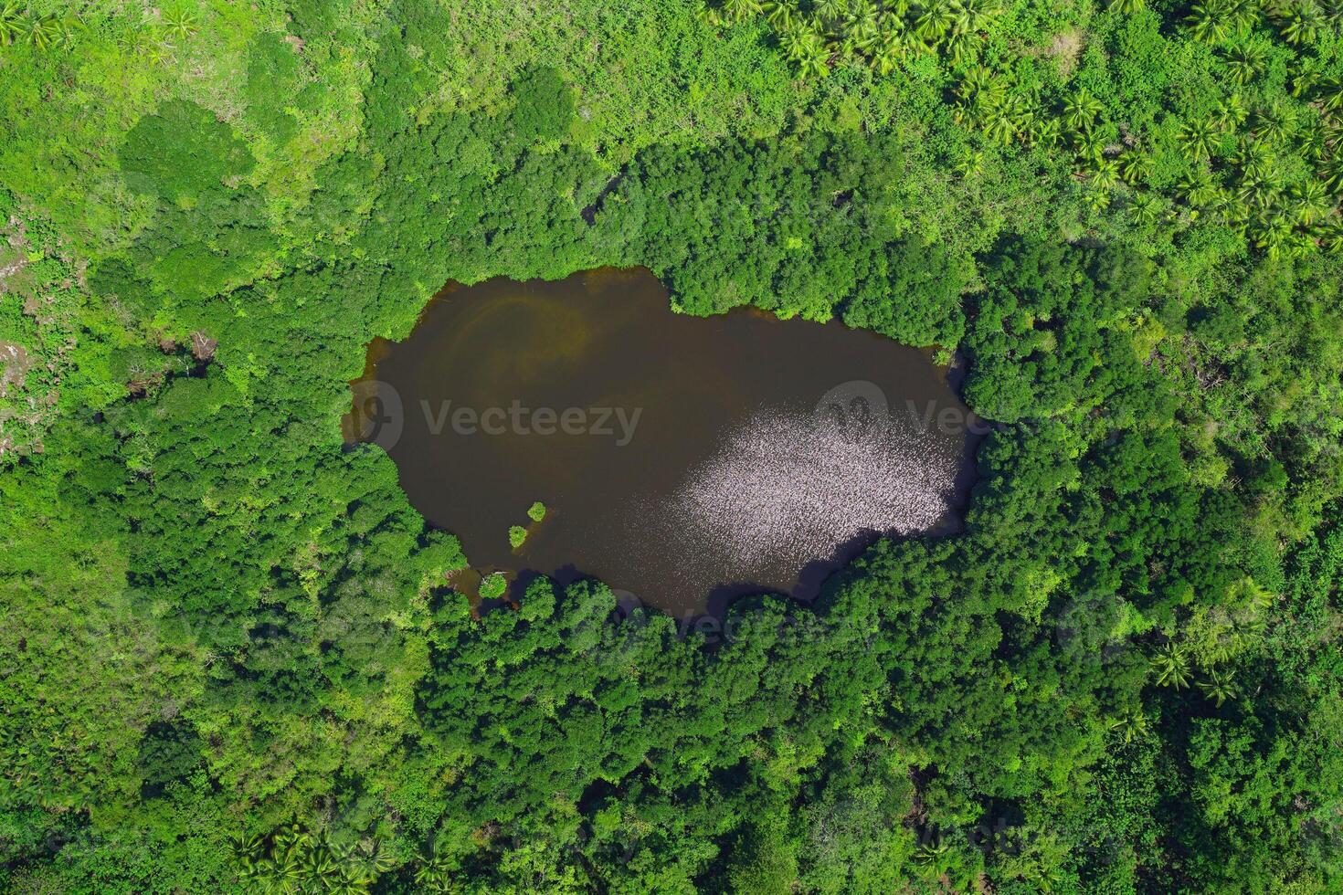 An aerial view of a lake surrounded by trees photo